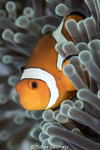 Clownfish, Tulamben, Bali by Tobias Reitmayr 